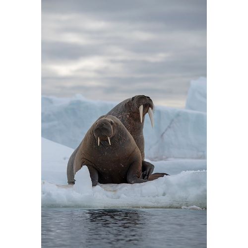 Norway-Svalbard-Nordaustlandet-Austfonna Walrus on ice